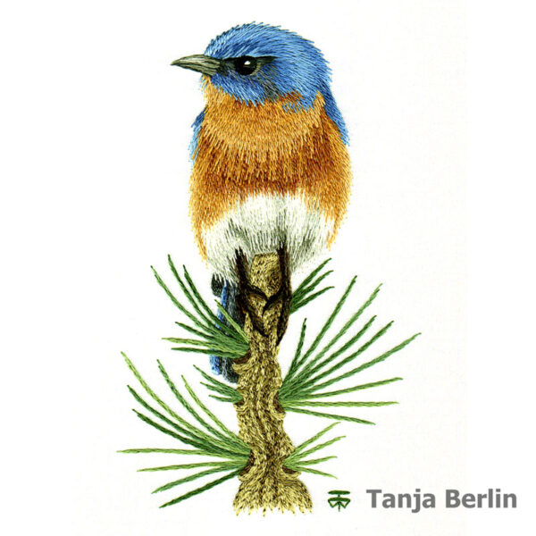 Blue Bird on Pine Branch