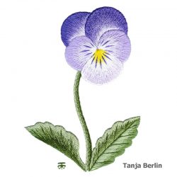 pansy-clear-purple-tanja-berlin4 pansy-clear-purple-tanja-berlin4