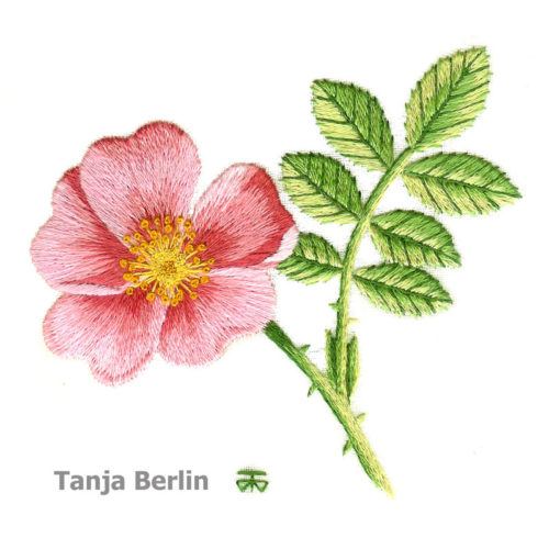 Wild Rose