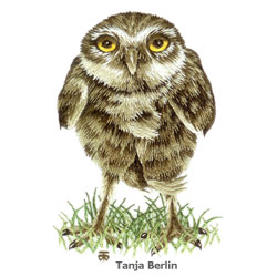 Burrowing Owl Needle Painting