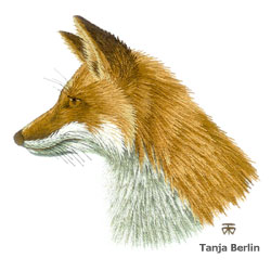 Red Fox Needle Painting Red Fox Needle Painting